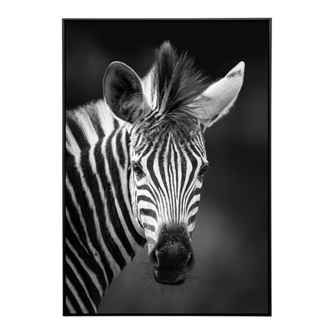 Zebra 1 Framed Canvas