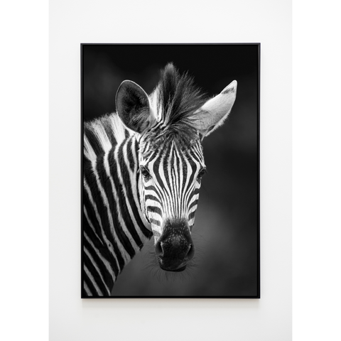 Zebra Art 1 Framed Canvas